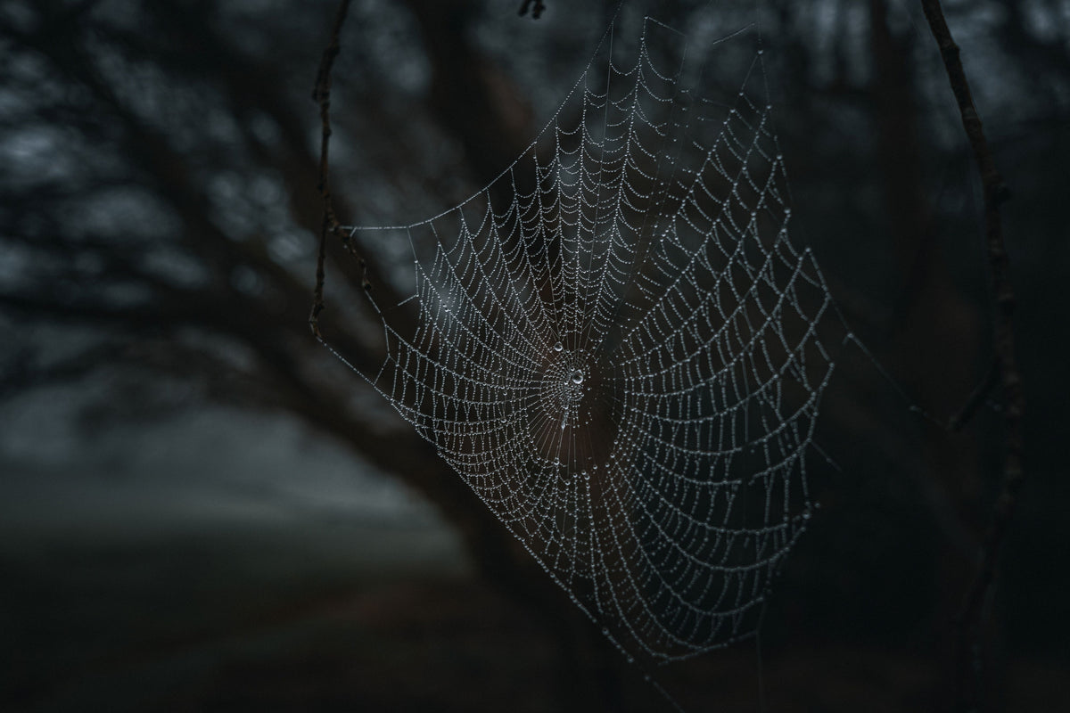 Subject: Dew-covered spider web in the morning mist.

Atmosphere: Low-light aesthetic with a misty background and high-contrast details.

Usage Areas: Magazine covers, interior design (canvas prints), and high-end digital backgrounds.

Style: Dark Mood / Fine Art Nature.
