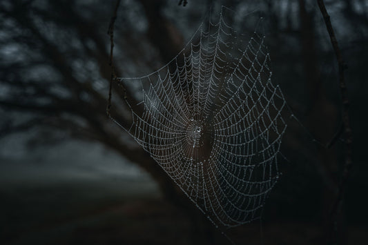 Subject: Dew-covered spider web in the morning mist.

Atmosphere: Low-light aesthetic with a misty background and high-contrast details.

Usage Areas: Magazine covers, interior design (canvas prints), and high-end digital backgrounds.

Style: Dark Mood / Fine Art Nature.